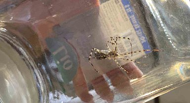 Dünyanın en zehirli örümceklerinden 'Argiope lobata' Bilecik'te görüldü