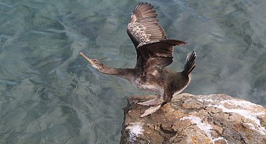 EKODOSD'tan amatör balıkçılara "dikkat" çağrısı