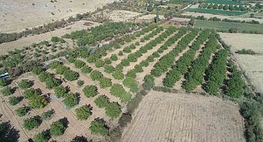 Elazığ'da 125 bin ceviz ağacında hasat başladı