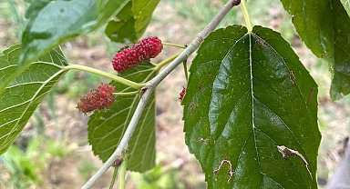 Elazığ'da ağaçlar da şaşırdı: Sonbaharda dut ağacı ikinci kez meyve verdi