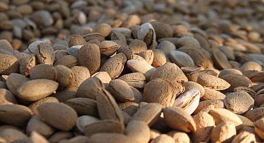 Elazığ'da badem hasadı sürüyor