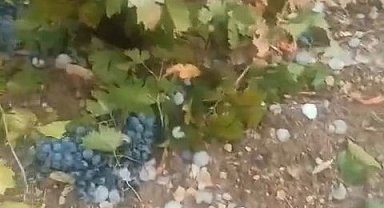 Elazığ'da dolu üzüm bağlarını vurdu