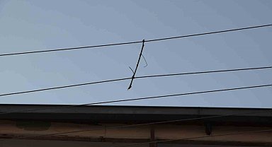 Elektrik telleri birbirine değmesin diye 'ağaç dalı' ile bağlanmış