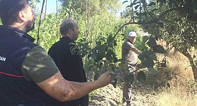 Emet Küreci Elması fidanlarının izleme ve denetimi yapıldı