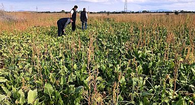 Emet'te şekerpancarı ekili alanlar kontrol edildi