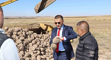 Emirdağ ilçesinde şeker pancarı hasadı sürüyor