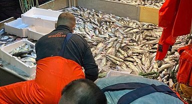 Erdek'te 10 bin lüfer balığı ağlara takıldı