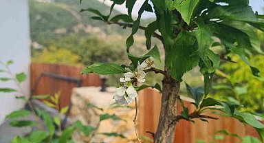 Erik ağaçları Ekim'de çiçek açtı