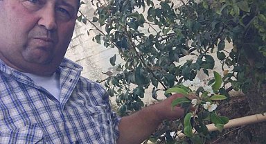 Erik ve kirazdan sonra şimdi de armut ağacı çiçek açtı