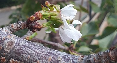 Erikten sonra kiraz ağacı da çiçek açtı