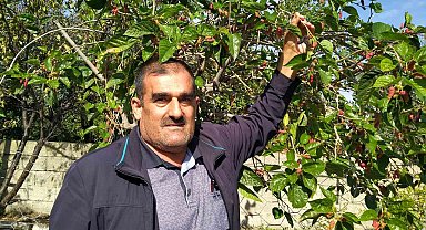 Erzin'de ahududu yeniden meyve verdi