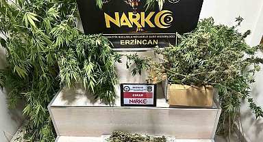 Erzincan'da 1.285 gram esrar ve 11 kök kenevir ele geçirildi