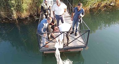 Erzincan'da 902 bin sazan balığı yavrusu suyla buluşturuldu