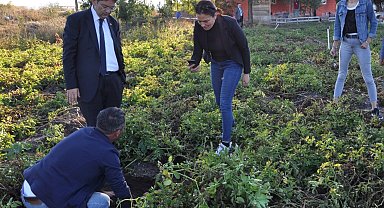 Erzurum'da mor patates ekilecek