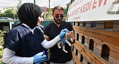 Esenyurt Belediyesi ekipleri sokak hayvanlarının aşılarını ihmal etmiyor