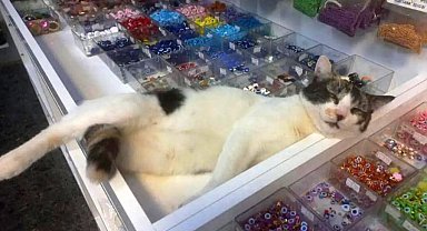 Eskişehir'de çarşı içindeki dükkanda beslenen kedilerin zehirlenerek öldürüldüğü iddia edildi