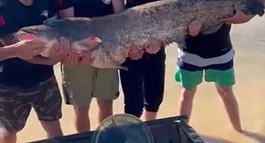 Eskişehirde 1,68 metre boyunda 48 kilogram ağırlığında yayın balığı yakaladı