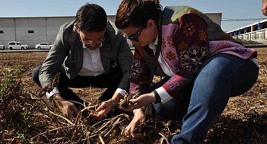 ETB'den mor patates ilgisi