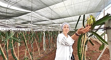 Eyyübiye Sera Kent tropikal meyvede başarıya ulaştı