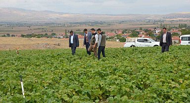 Fasulye hasadı bu yıl 16 bin ton olarak gerçekleşti