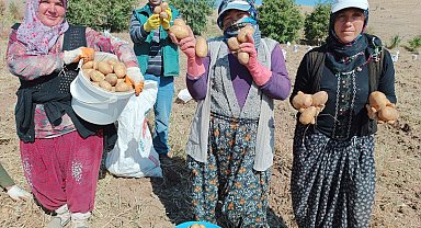 Fazla güneş aldığı için ayrı bir lezzeti olan 'agria' cinsi patateste hasat başladı