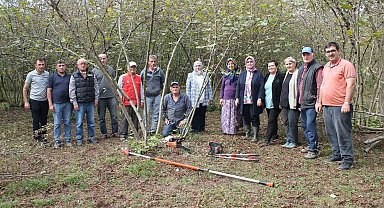 Fındıkta verim artacak