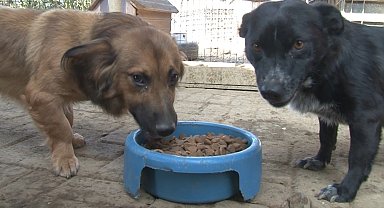 Getir'den hayvan barınaklarına 1,5 milyon kap mama