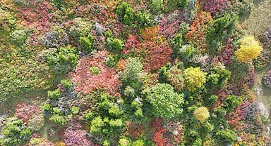 Giresun yaylalarındaki sonbahar güzelliği dron ile görüntülendi