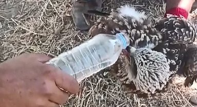 Göç sırasında yorgun düşen kara çaylağa şişeyle su içirildi