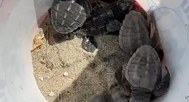 Gökçeada'da caretta caretta yuvası bulundu