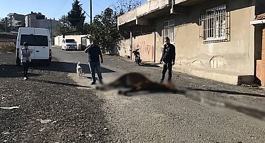 Görenlerin içi acıdı: Yol ortasında ölüme terk edildi