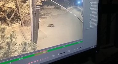 Gümüşhane'de okul bahçesine giren ayı kameralara yakalandı