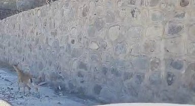 Gümüşhane'de yaban keçileri ilçe merkezine indi