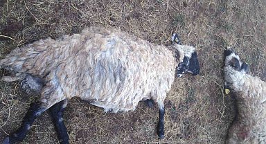 Güroymak'ta yıldırım düştü: 25 koyun telef oldu