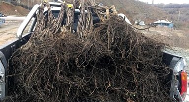 Hakkari'de meyve fidanı dağıtımı yapılacak
