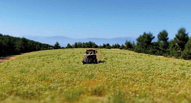 Hasadı tamamlayan kekik üreticileri sezondan umduğunu bulamadı