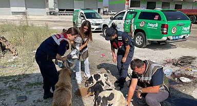 HAYDİ ekipleri sokak hayvanlarını besledi