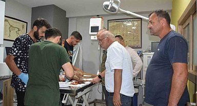 Hayvanların saldırısına uğrayan karaca koruma altına alındı