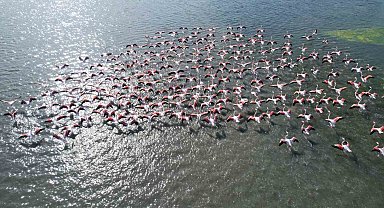 Hersek Lagünü'nde flamingolardan görsel şölen