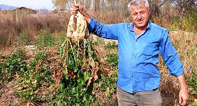 Hisarcık'ta pancar söküm mesaisi