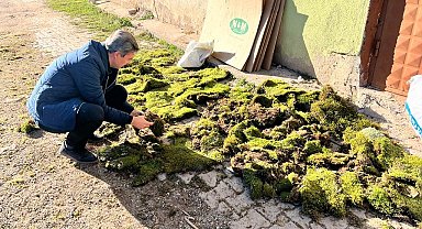 Hisarcık'ta yosun ihracat sınır kontrolleri