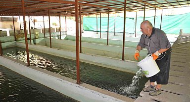 Hobi olarak başladığı alabalık tesisinde her yıl milyonlarca somon ve alabalık üretiyor