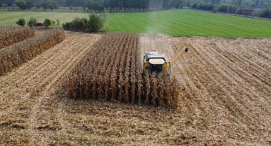 Iğdır'da dane mısır hasadı başladı