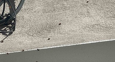 İlçe Tarım Müdürü uğur böcekleri ile ilgili açıklamada bulundu