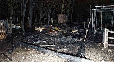 İlçenin maskotu haline gelen "Pamuk" isimli lama, çıkan yangın sonucu telef oldu