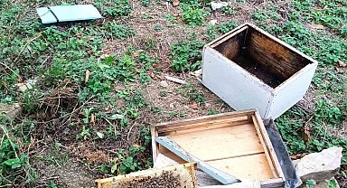 İlçeye kadar inen ayı kovanları parçaladı, incir ağaçlarına zarar verdi