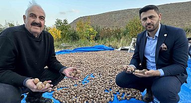 İran sınırında ceviz hasadı