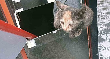 İş yerinde kolonun içerisinde mahsur kalan kediler kurtarıldı