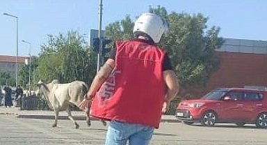 İskenderun'da başıboş büyükbaş motosikletliye çarptı