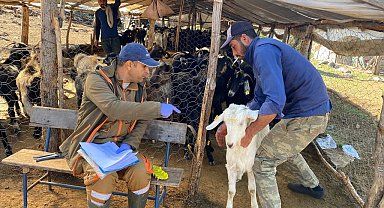 Isparta'da küçükbaş hayvanlar aşılanıyor